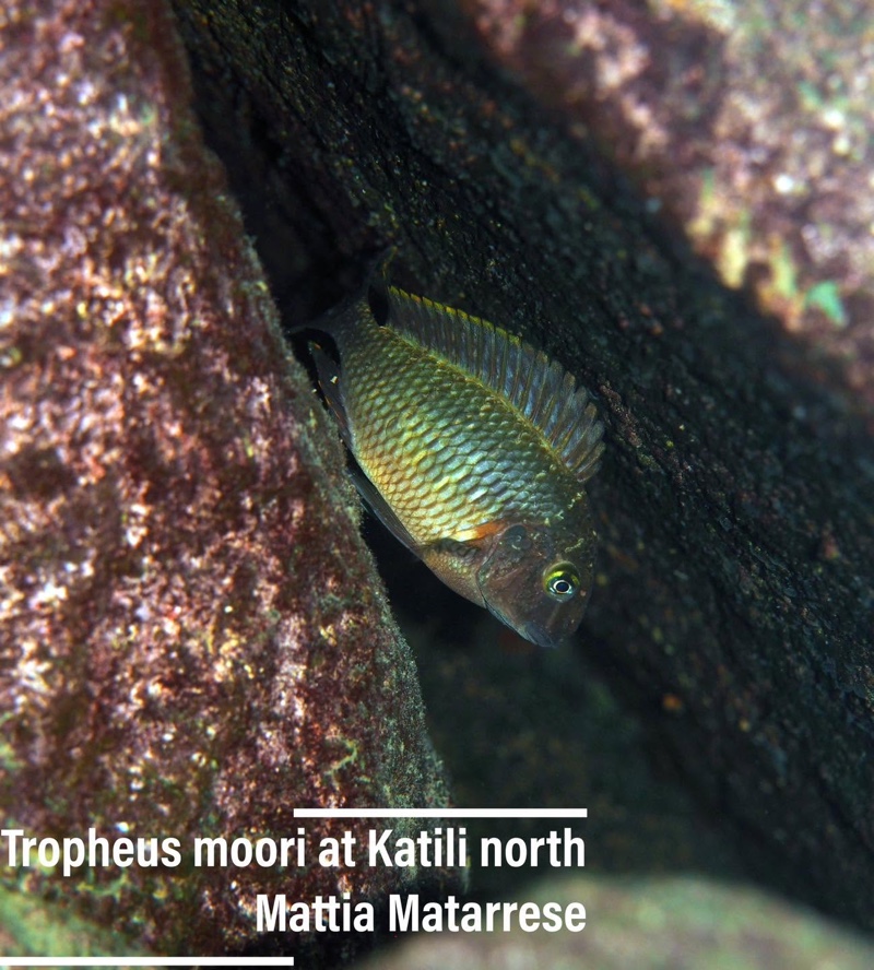 Tropheus moorii 'Katili'